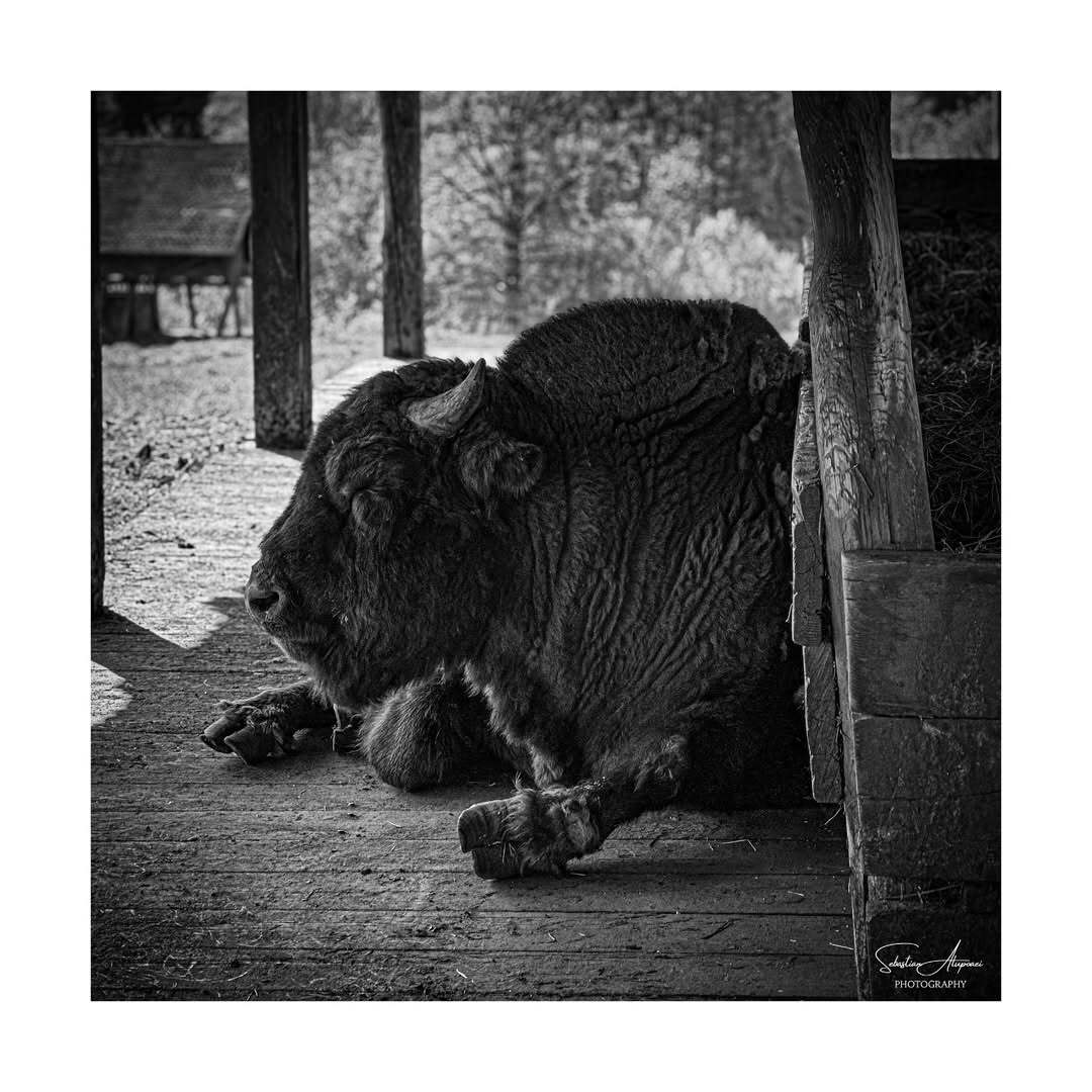 Fotografie portofoliu 2